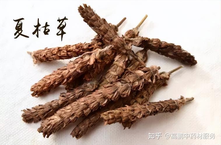 高鹏说药材:进入需求旺季,夏枯球后市行情或将有向好的可能