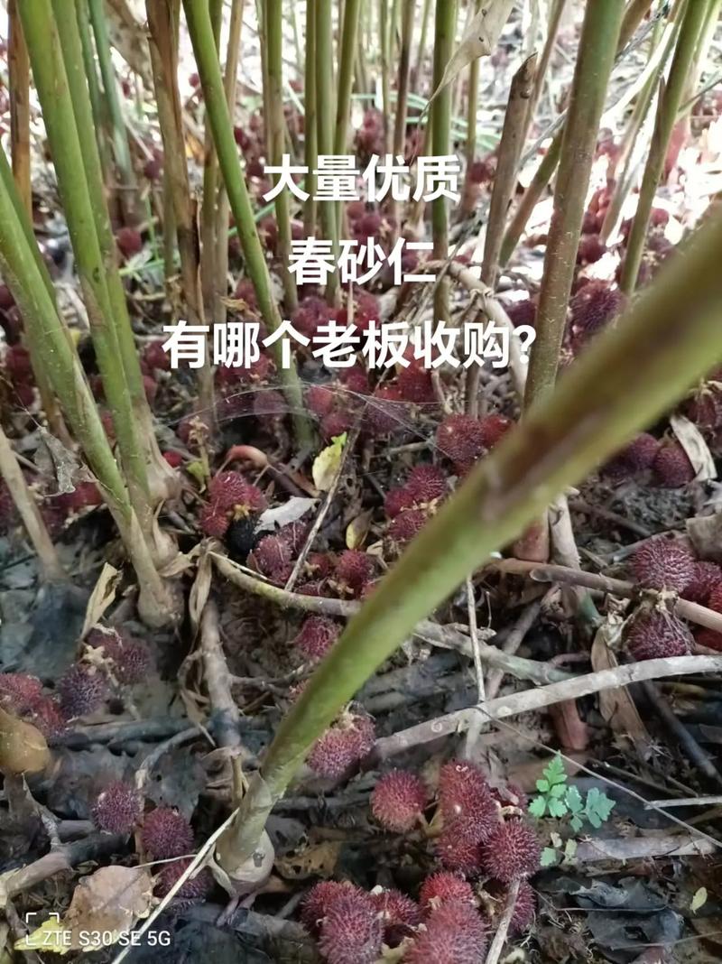 大量优质春砂仁有哪个老板收购? #春砂仁 #中药材种植基