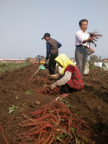 即墨多乡镇掀起"中药热,农户与中药材公司签约收购保证收益