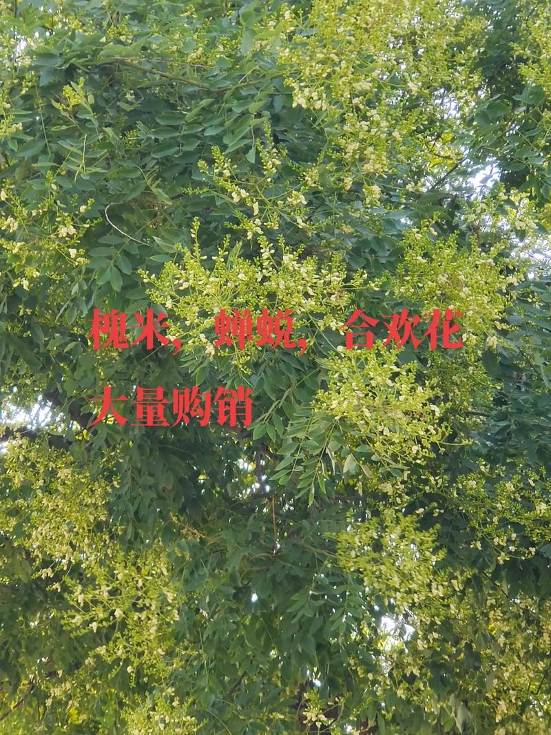 中药材 槐米,蝉蜕,蜂窝,合欢花大量收购152649650