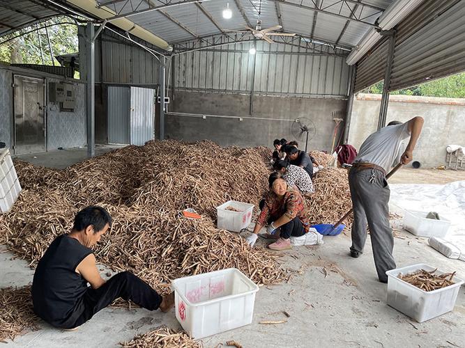 产地调研:白芍行情穿云箭 千军万马来相见