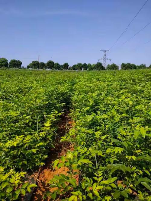 樟树新塘中药材种植合作社欧阳利军的美篇