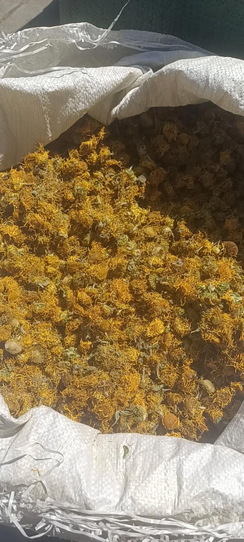 中药材加工 #中药材种植基地 大量收购旋复花!川黄柏,云