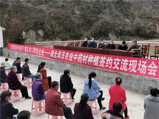 杭州下城企业助力恩施巴东县中药材产业 实行"技术培训+订单收购"